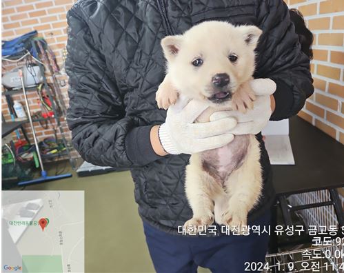 믹스견 이미지 파일 입니다.